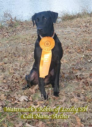 Watermark;s Robin of Loxely Call Name Archer