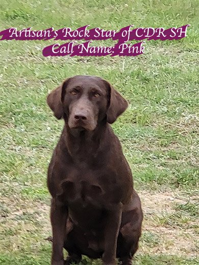 Artisan's Rock Star of CDR Call Name Pink